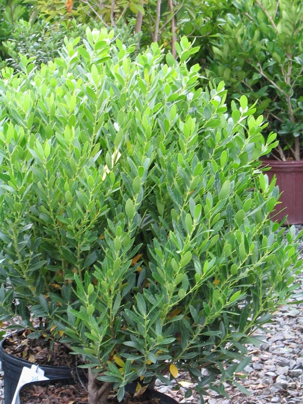 Boxwood alternatives photo 4.jpg